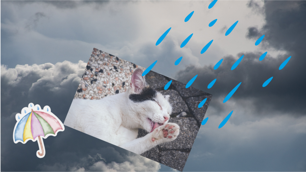 猫が顔を洗うと雨　ことわざ　画像